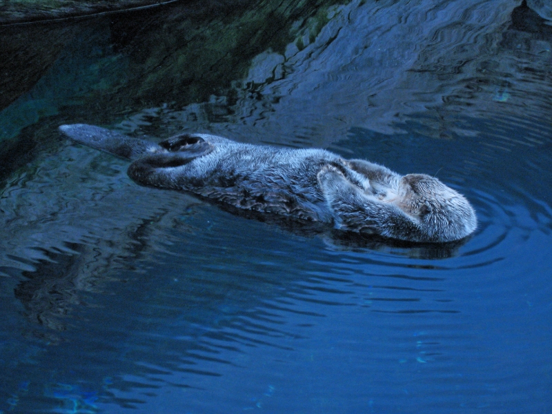 Oceanarium otter, Lisbon Portugal.jpg